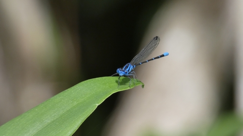 Azulilla de arroyo del Petén