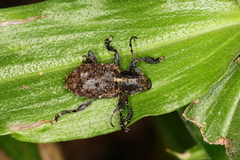 Scleronotus scabrosus
