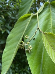 Cordia sulcata