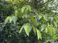 Cordia sulcata