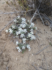 Phlox muscoides