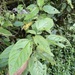 Acalypha bisetosa - Photo (c) Steve Maldonado Silvestrini, some rights reserved (CC BY-NC), uploaded by Steve Maldonado Silvestrini