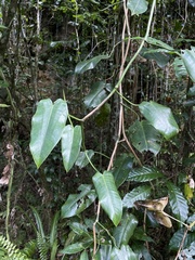 Philodendron consanguineum