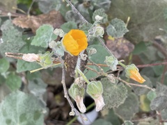 Abutilon palmeri