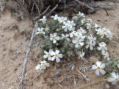 Phlox muscoides