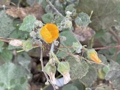 Abutilon palmeri
