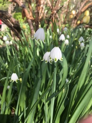 Leucojum