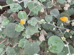 Abutilon palmeri