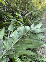 Meniscium reticulatum