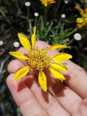 Ericameria linearifolia