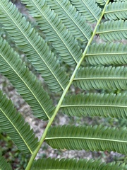 Pelazoneuron abruptum