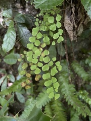 Adiantum fragile