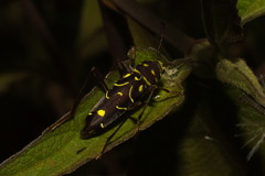 Cotyclytus curvatus