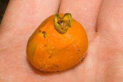 Campomanesia xanthocarpa