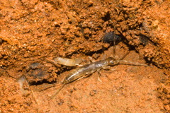 Entognatha