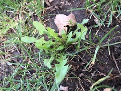 Taraxacum officinale