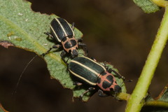 Eudiagogus episcopalis