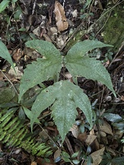 Tectaria heracleifolia
