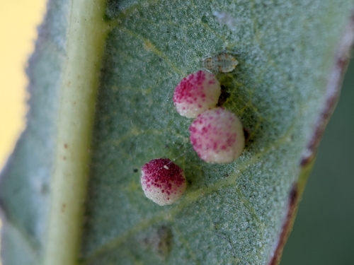 Jumping Gall Wasp photo 5