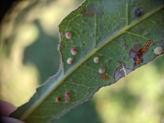 Neuroterus saltatorius texanus