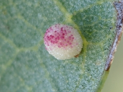 Neuroterus saltatorius texanus