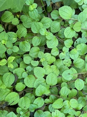 Pilea nummulariifolia