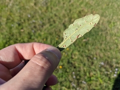 Neuroterus saltatorius texanus