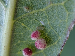 Neuroterus saltatorius texanus