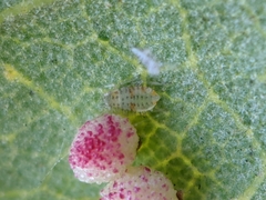 Neuroterus saltatorius texanus