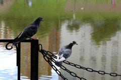 Columba livia domestica