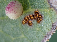 Neuroterus saltatorius texanus