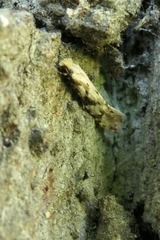 Crypsitricha mesotypa