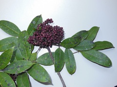 Zanthoxylum melanostictum