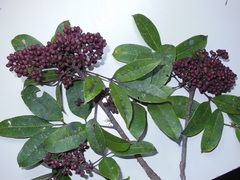 Zanthoxylum melanostictum
