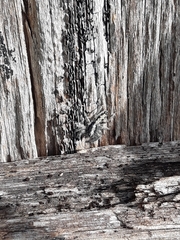 Ocrisiona leucocomis