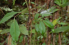 Zanthoxylum melanostictum