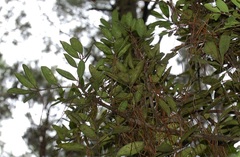 Zanthoxylum melanostictum