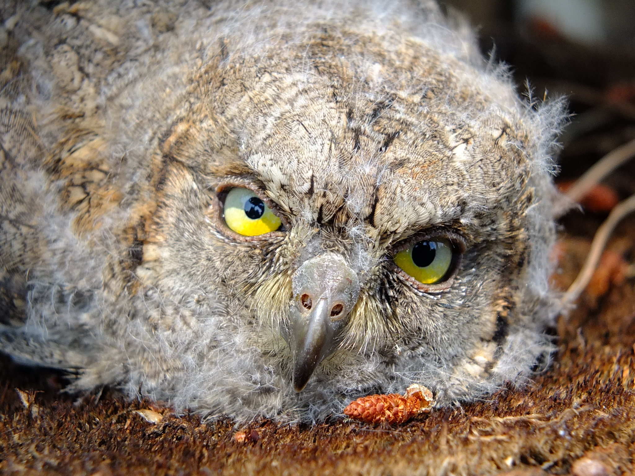Eurasian Scops Owl
