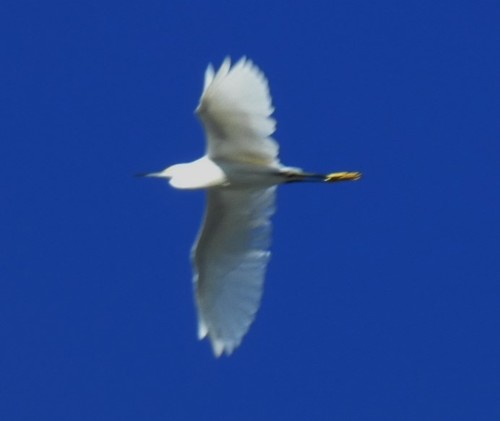 Egretta thula image