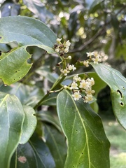 Nectandra coriacea