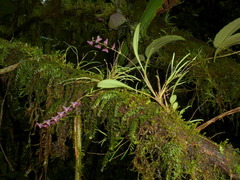 Stelis argentata