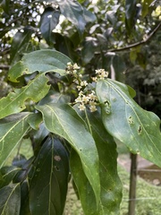 Nectandra coriacea