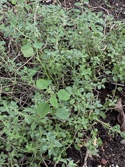 Origanum majorana