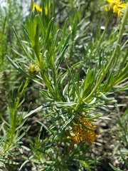 Ericameria linearifolia