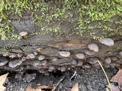 Mycena overholtsii
