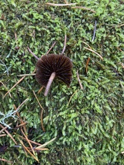 Mycena overholtsii
