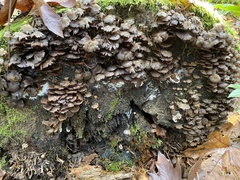 Mycena overholtsii