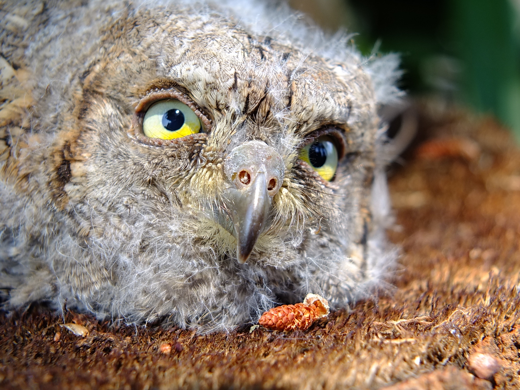 Eurasian Scops Owl