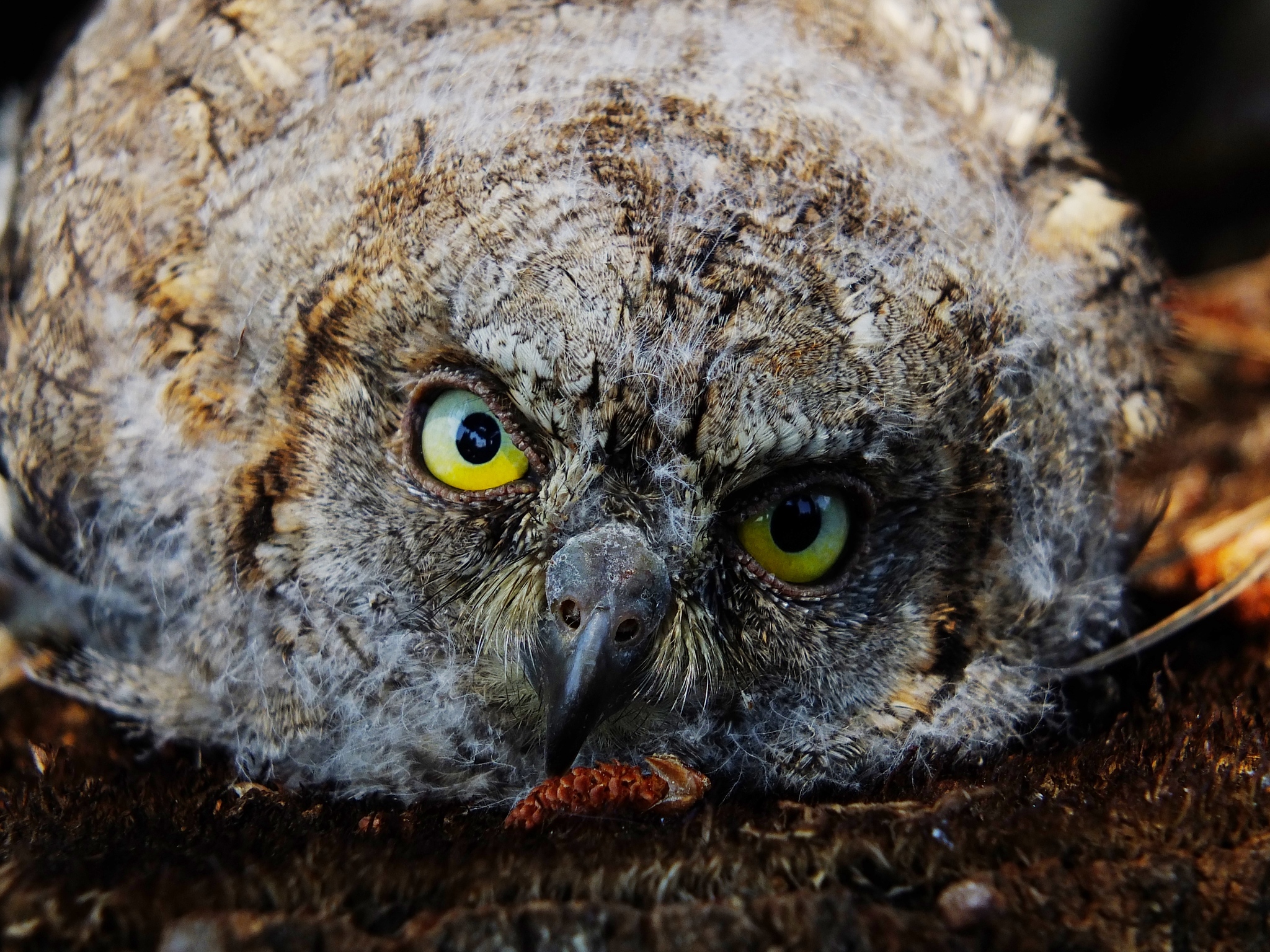 Eurasian Scops Owl