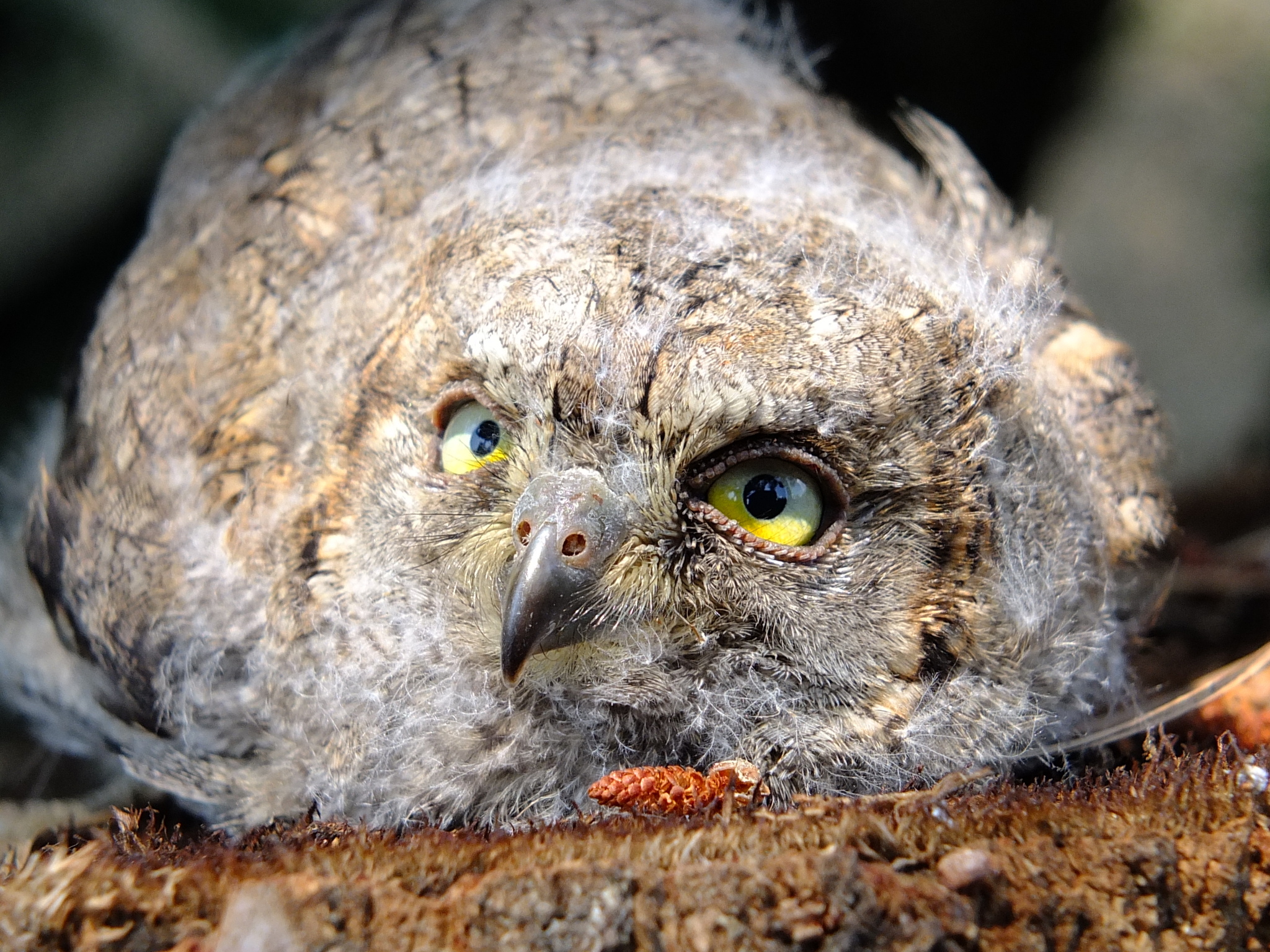 Eurasian Scops Owl